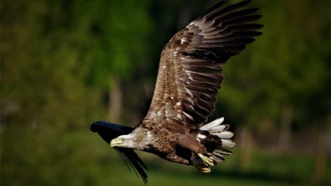 Seeadler im Flug